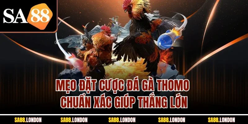 Mẹo đặt cược đá gà Thomo chuẩn xác giúp thắng lớn